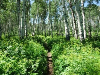 Aspen Tree Pathway
