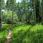 Aspen Tree Pathway