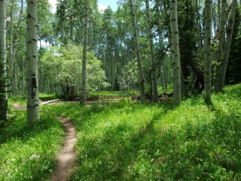 Aspen Tree Pathway