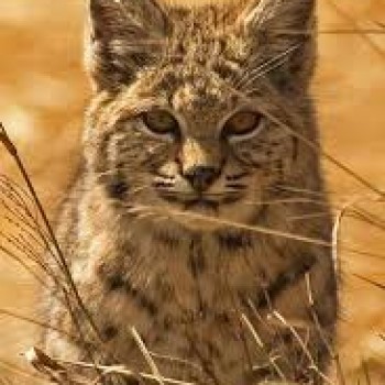 Rocky Mountain National Park Bobcat