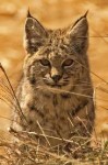 Rocky Mountain National Park Bobcat